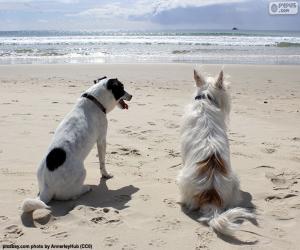 пазл Две собаки на пляже